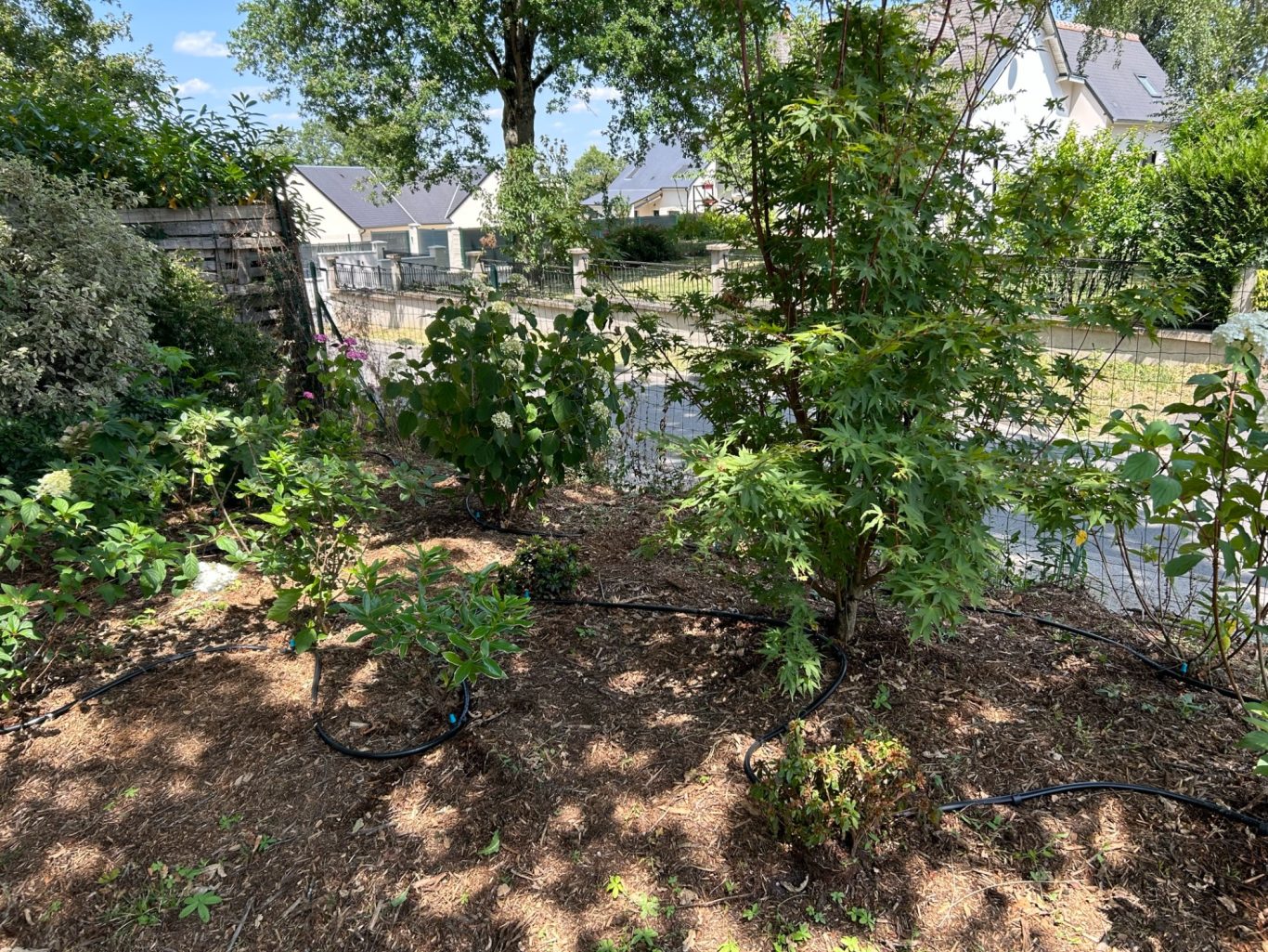 Erable du Japon dans un massif Jardin avec des arbres et des plantes entourés de paillis et d'une maison en arrière-plan.