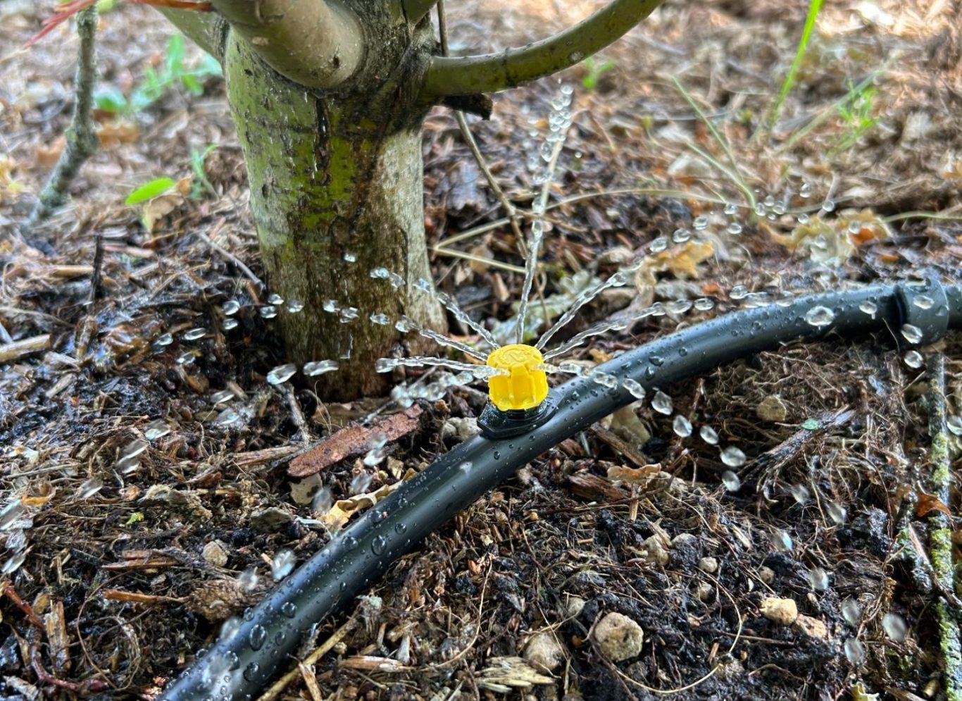Goutte à goutte sur un tuyau, avec un champignon jaune au sol près d'un arbre.