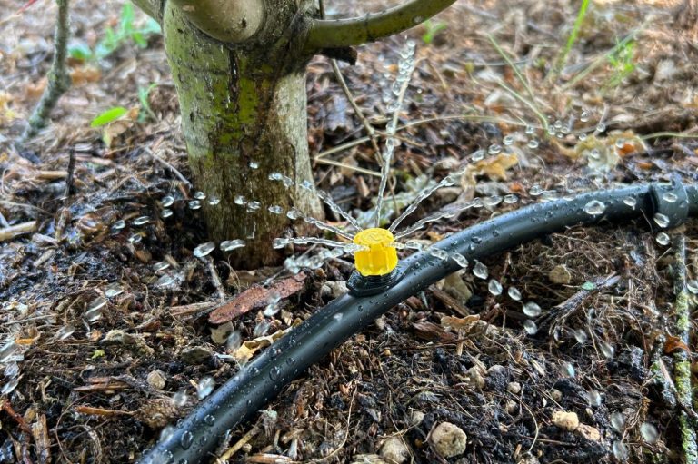 Fleur jaune près d'un tuyau d'irrigation, gouttes d'eau sur le sol.