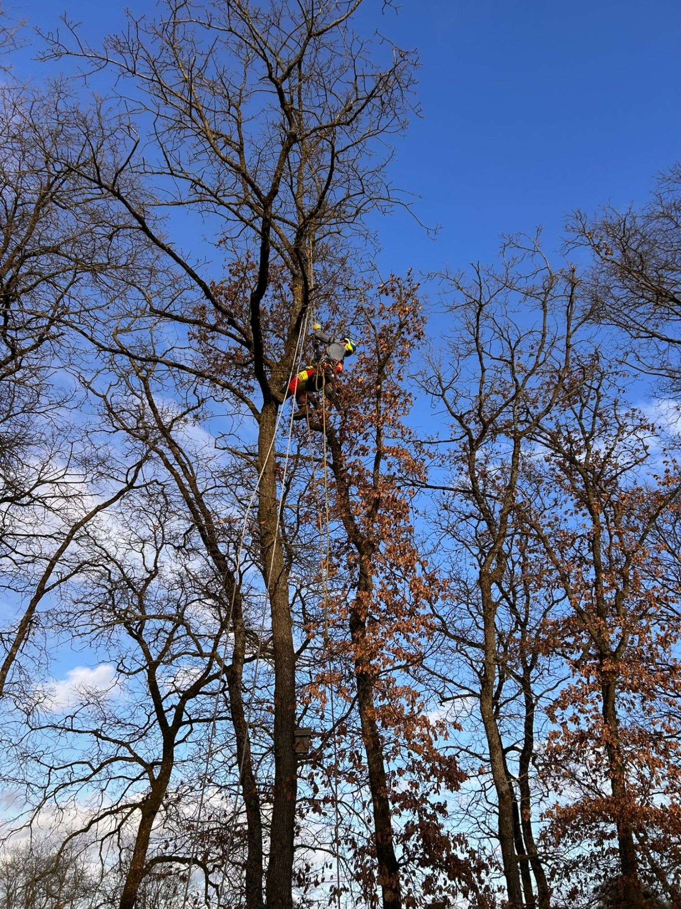 Elagage Homme grimpant dans un arbre avec un ciel bleu et quelques nuages en arrière-plan.