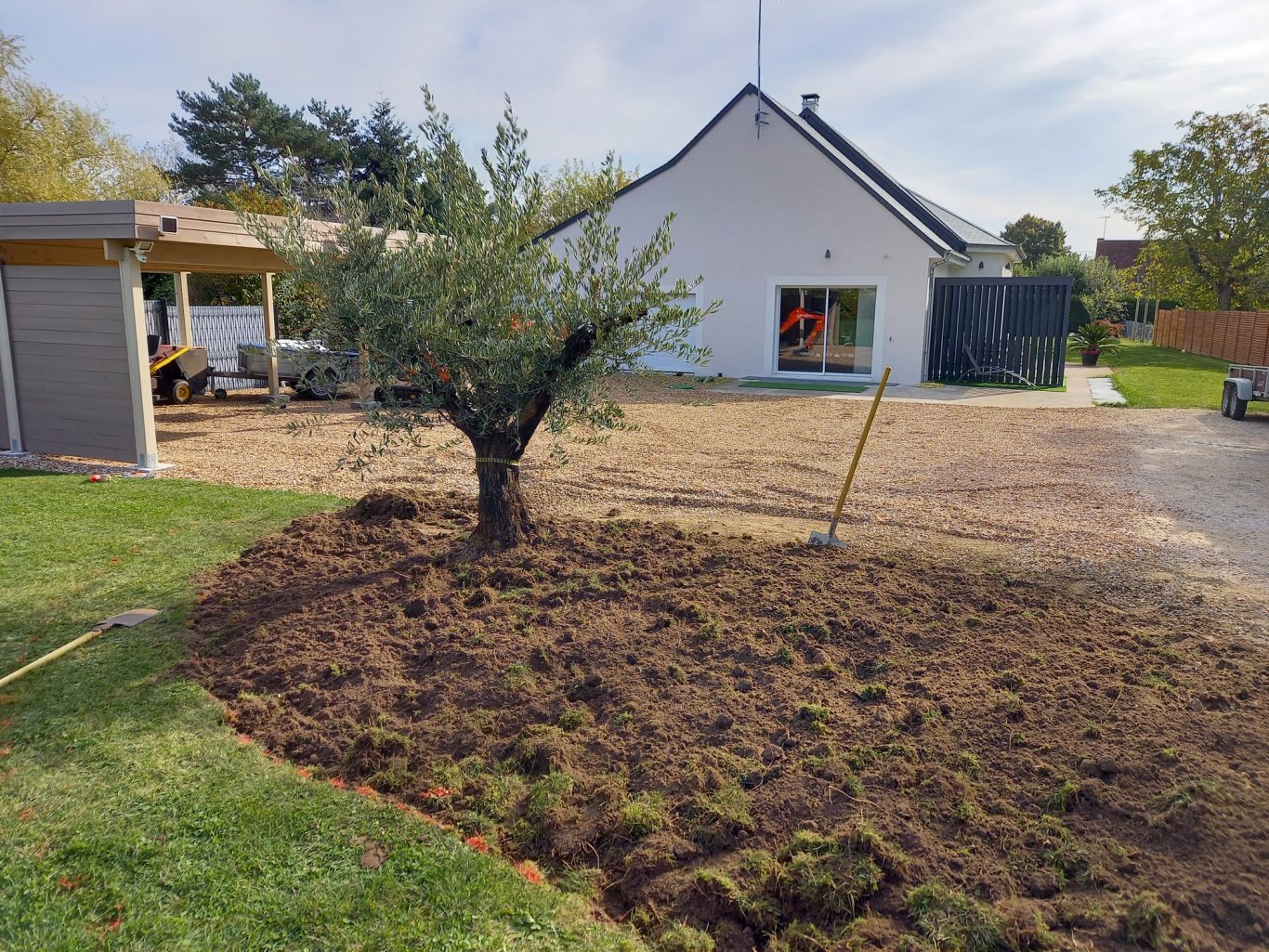 Olivier dans un massif Oliveier planté dans un jardin avec une maison blanche en arrière-plan.