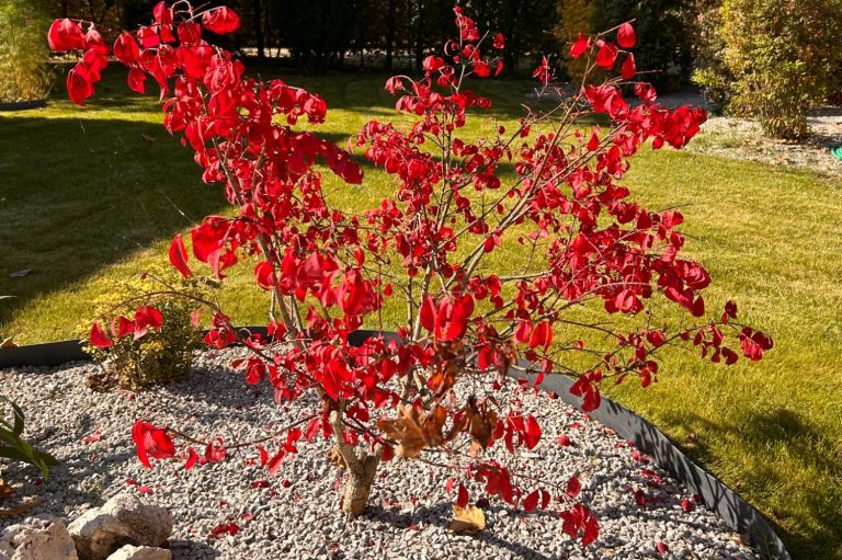 Petit arbre aux feuilles rouges vives dans un jardin avec gazon.