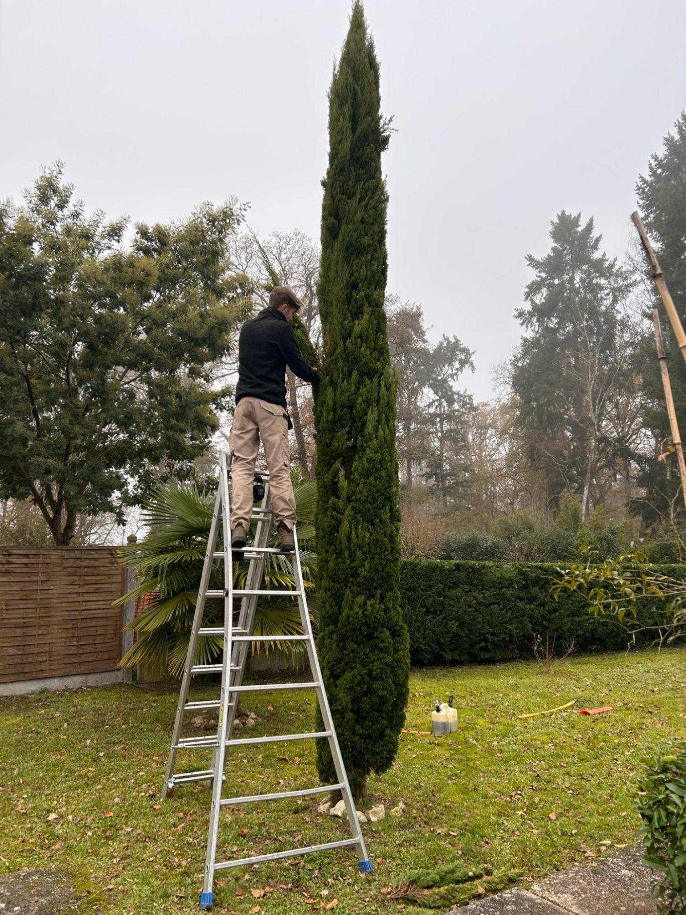 Taille d'un cyprès totem Un homme sur une échelle taille un cyprès dans un jardin entouré d'arbustes.