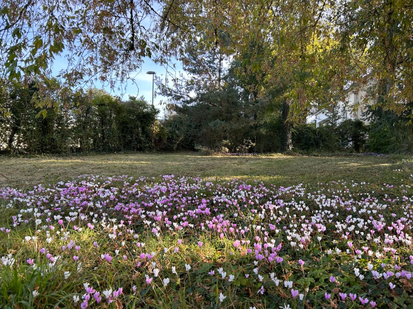 Entretien de parc Champ de fleurs violettes et blanches sous un arbre, avec des arbres en arrière-plan.