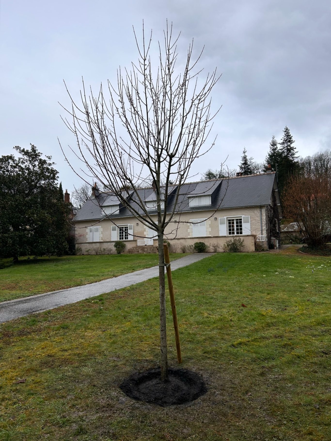 Erable Pacific Sunset Un jeune arbre sans feuillage devant une maison sous un ciel nuageux.