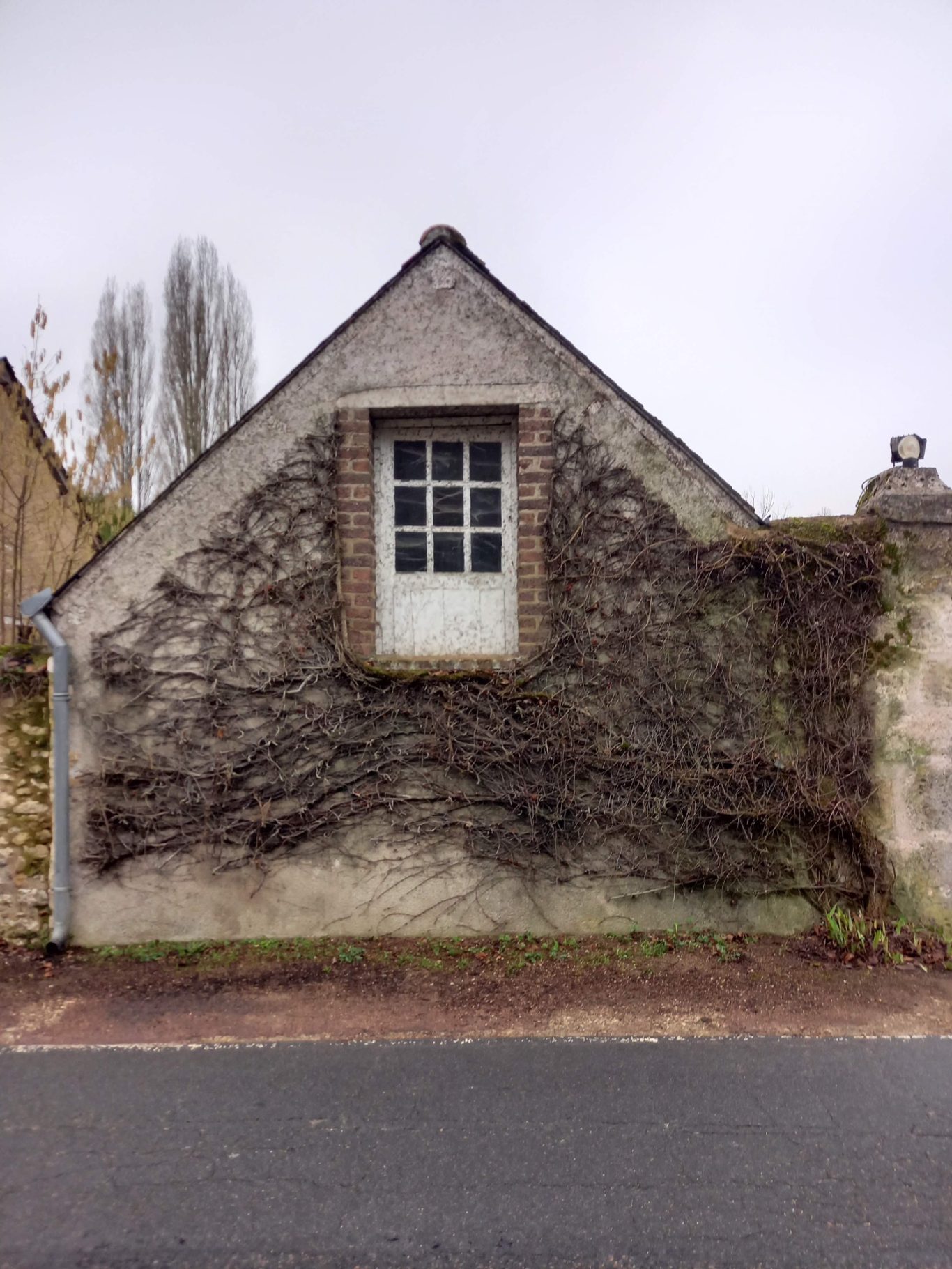 Taille de vigne vierge Maison à un étage recouverte de lierre, avec une fenêtre au-dessus d'une porte.
