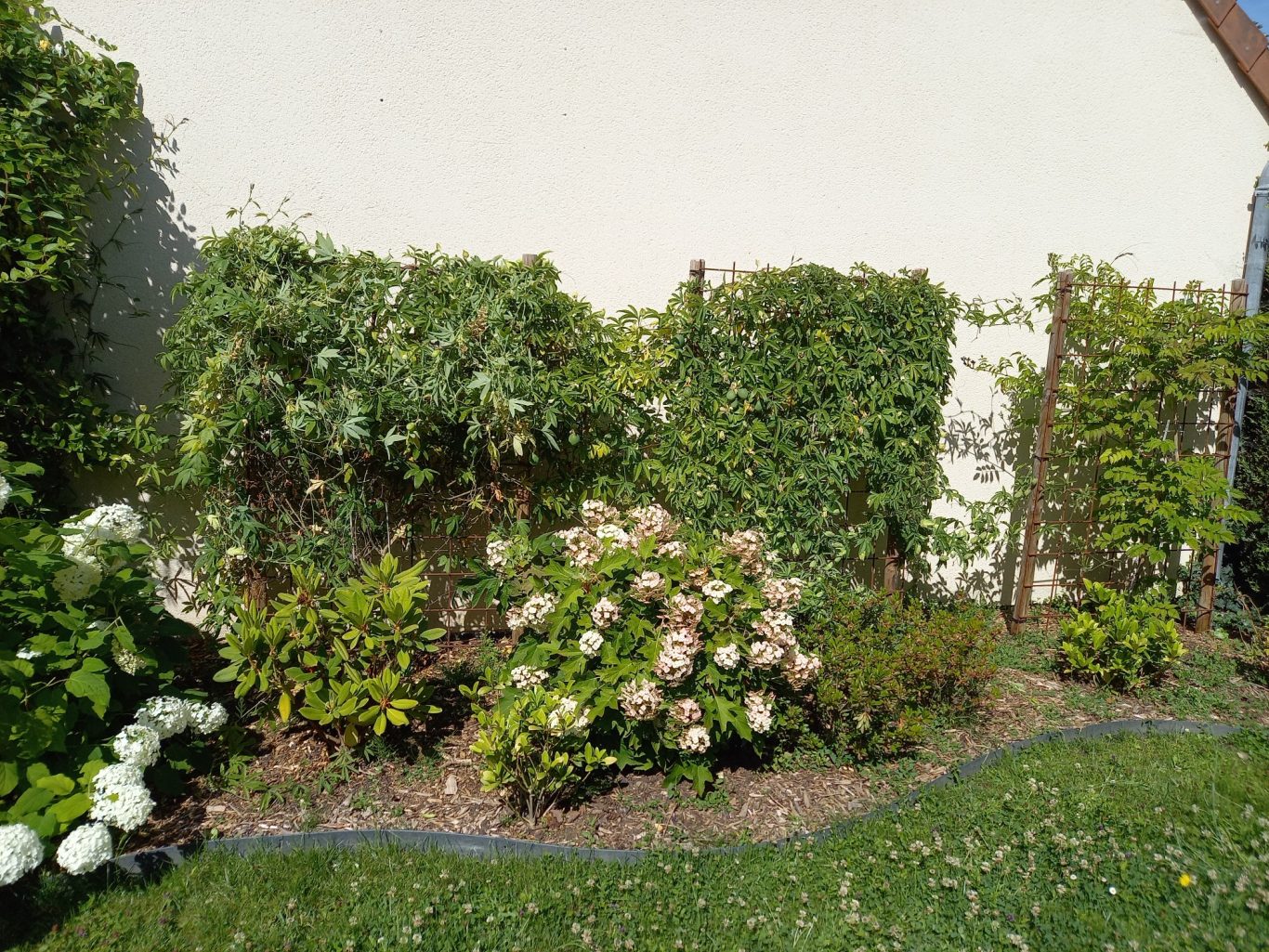 Hortensia Annabelle dans un massif Jardin avec arbustes, fleurs et un mur de verdure.
