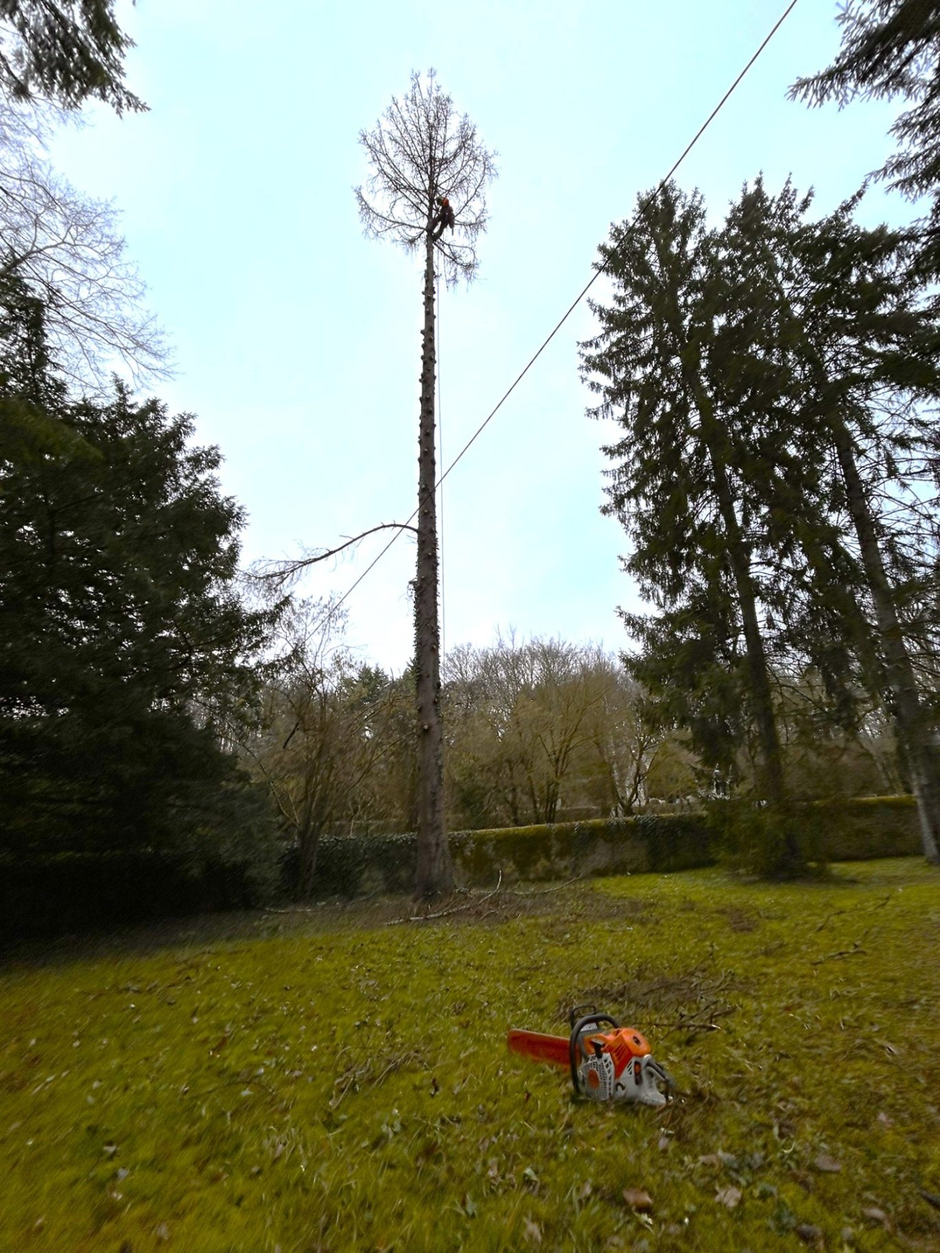Abattage d'un Epicea mort Un arbre élancé avec une tronçonneuse à ses pieds, entouré de verdure.