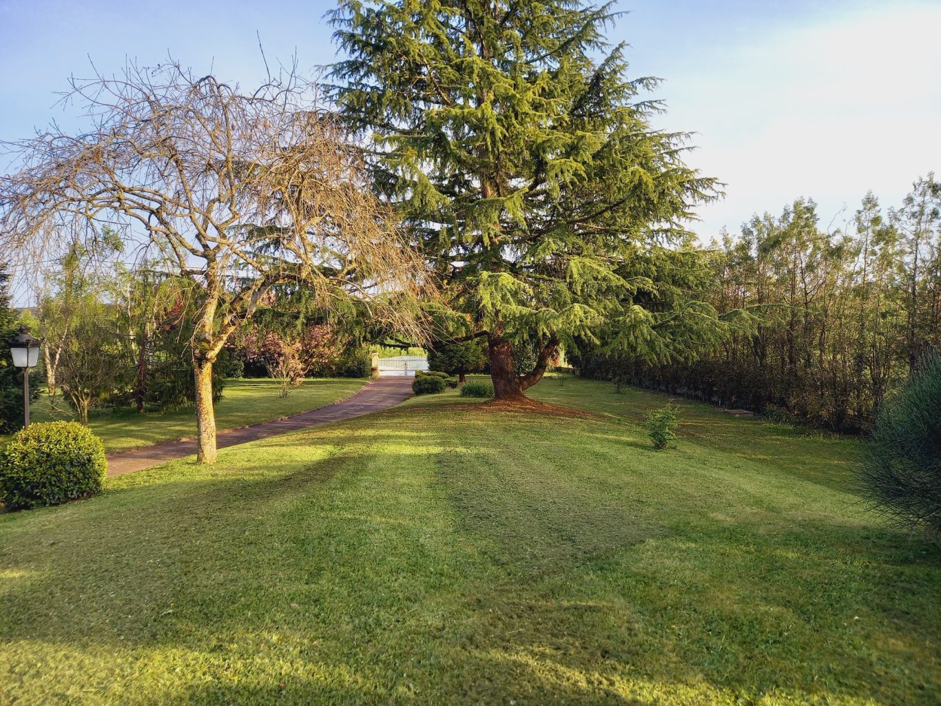 Tonte de pelouse Pelouse bien entretenue avec des arbres, bordée d'une allée et d'une haie.