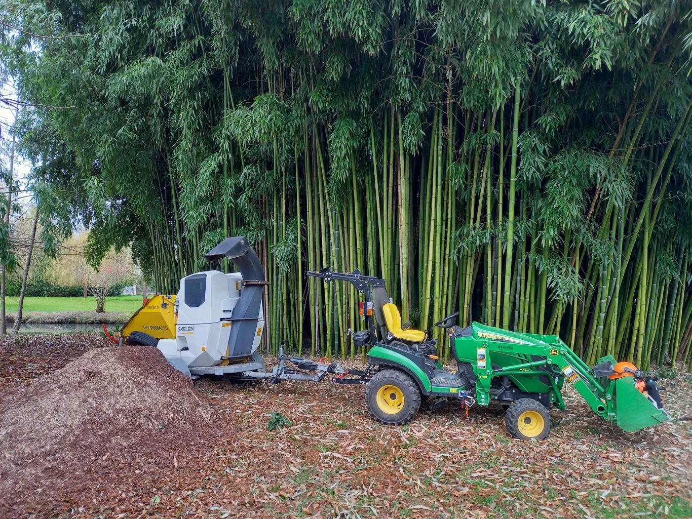 Nettoyage d'une bambouseraie Chips de bois près d'un broyeur et d'un tracteur, entourés de bambous.