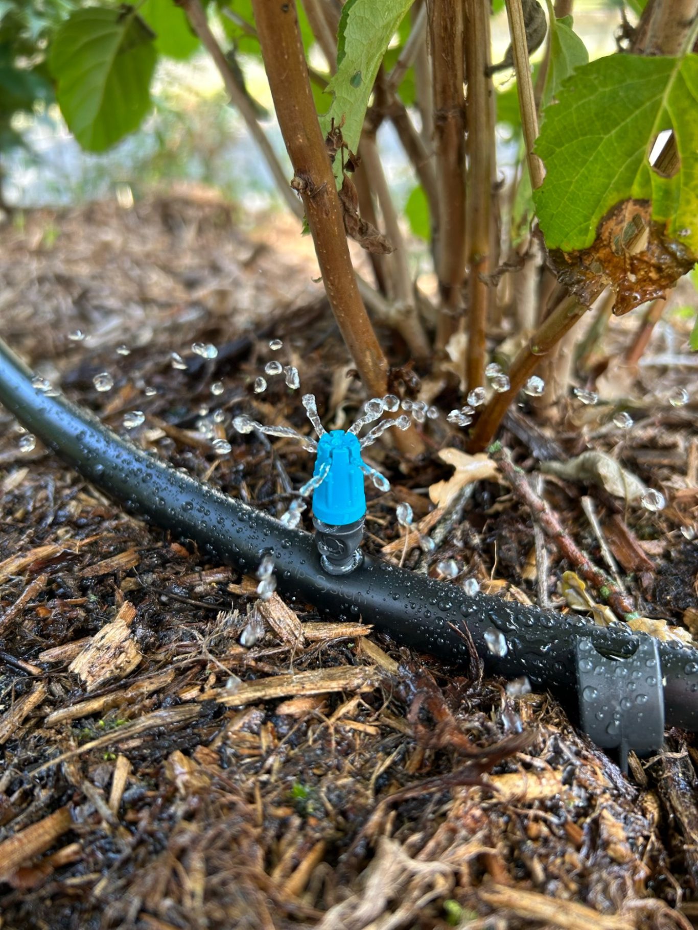 Arroseur du système goutte à goutte Un arroseur bleu fixé à un tuyau dans un lit de plantation.