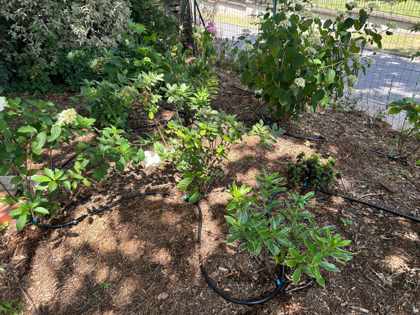 Système de goutte à goutte Plantes vertes dans un jardin, avec un système d'irrigation au sol.