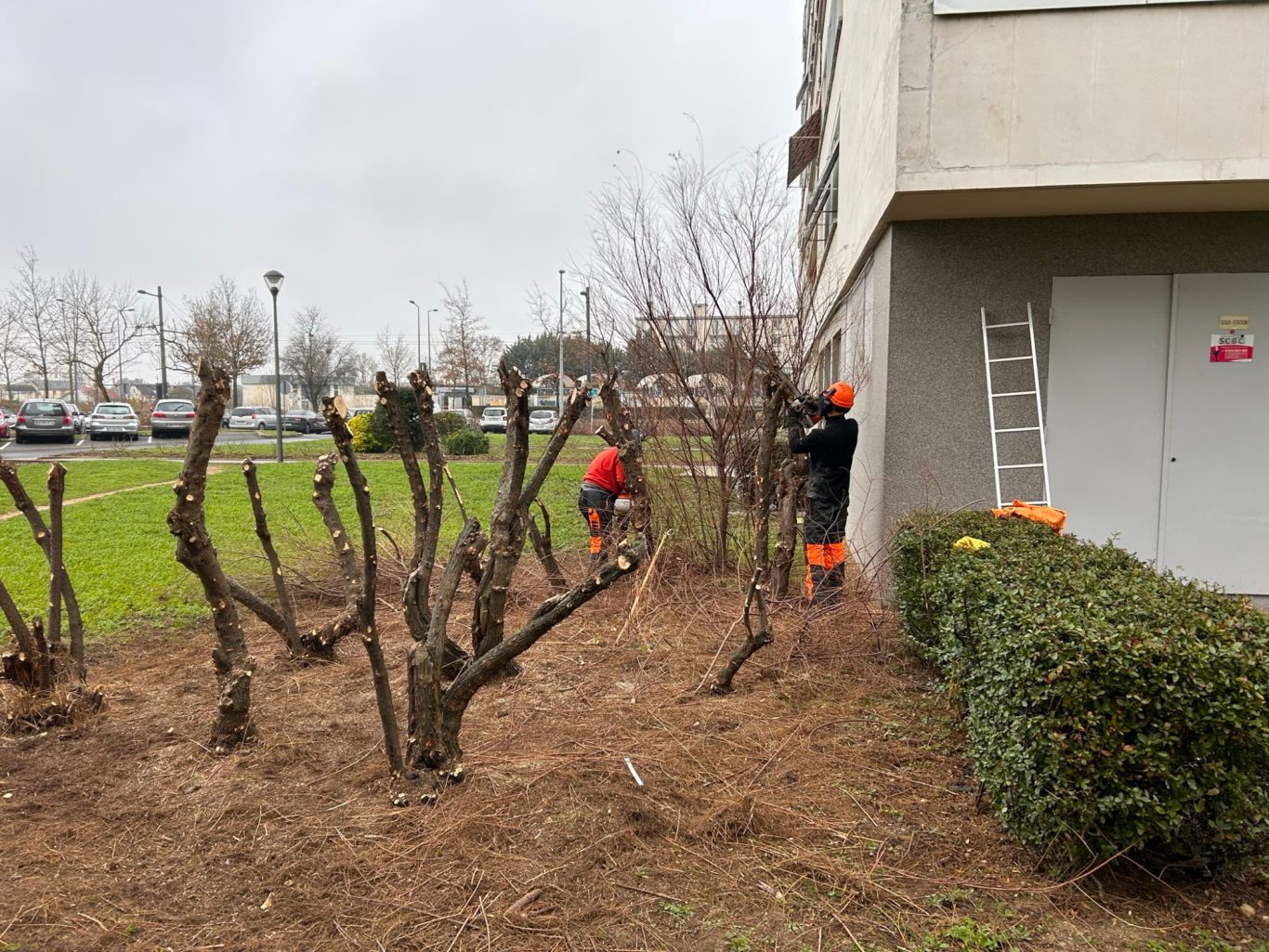 Taille de formation de Tamaris