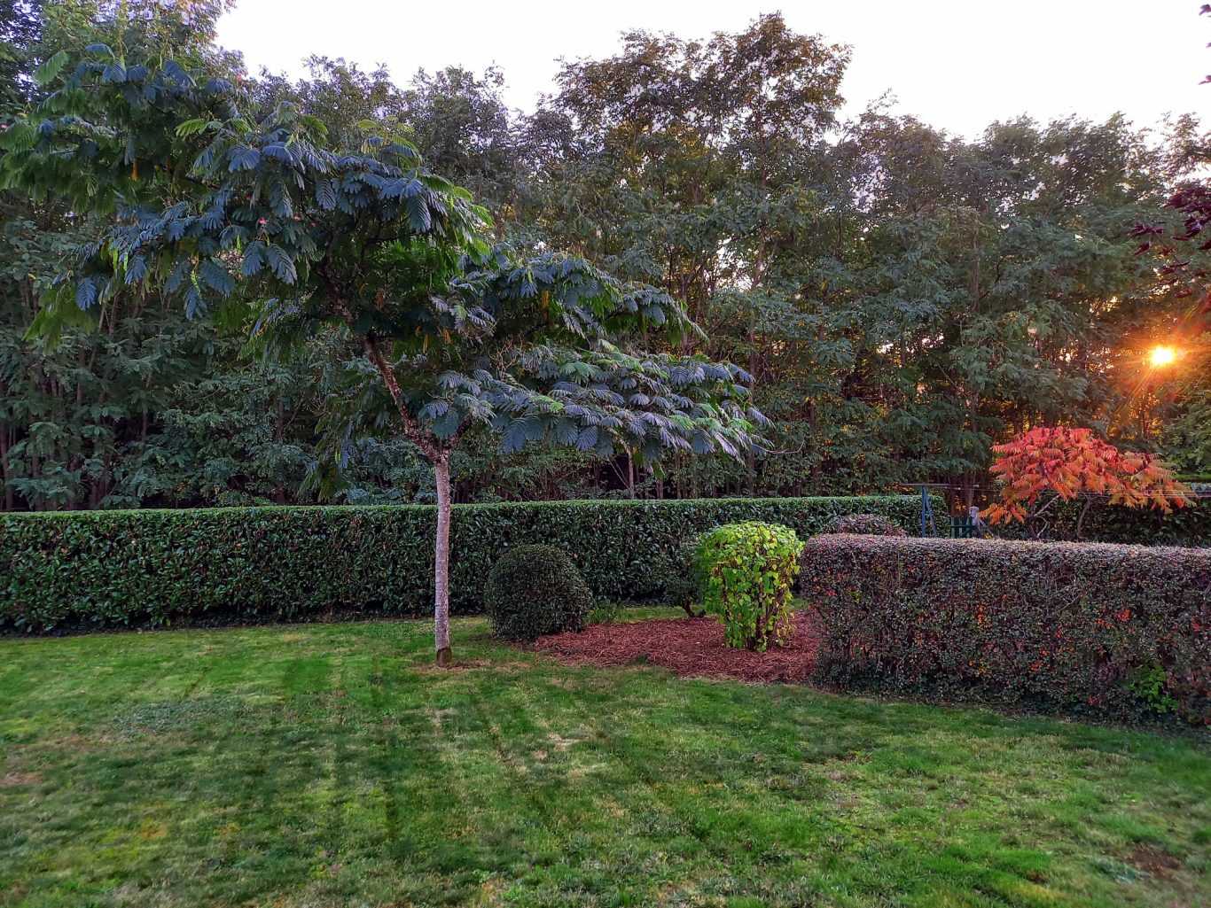 Taille de haie / tonte Un jardin verdoyant avec des haies taillées et un arbre au coucher du soleil.