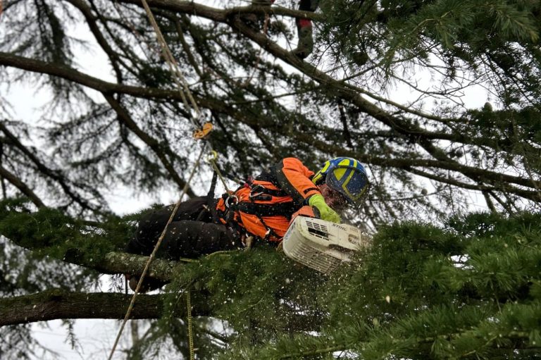 Un arboriste en train de travailler dans un arbre, portant un équipement de sécurité.