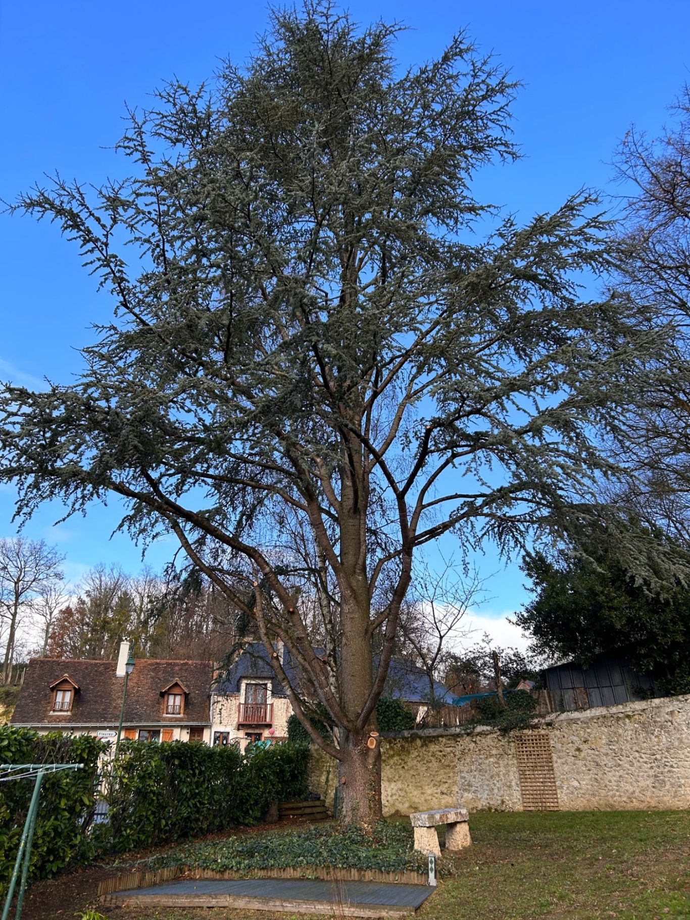 Elagage d'un cèdre Grand arbre avec un feuillage dense sous un ciel bleu, dans un jardin urbain.
